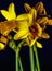 Daffodi in closeup studio setting
