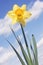 Daffodil against sky