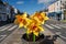 Daffodil artwork on Main Street, Cockermouth, Cumbria, UK, celebrating Springtime.
