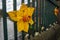 Daffodil artwork in the town of Cockermouth, Cumbria, UK, celebrating Springtime