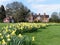 Daffodil beds at the Chorleywood House Estate