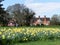 Daffodil beds at the Chorleywood House Estate
