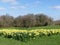 Daffodil beds at the Chorleywood House Estate, Hertfordshire