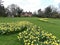 Daffodil beds at the Chorleywood House Estate, Hertfordshire