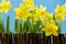 Daffodil behind fance on blue background