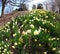 The daffodil blooming in spring