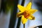 Daffodil blossom