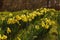 Daffodil blossoms and buds; Narcissus pseudonarcissus; Yellow sp