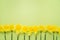Daffodil border with stems on green