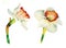 Daffodil botanical watercolor