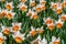 Daffodil bouquet close-up pattern background top view. Macro first spring flowers daffodil narcissus  in floral market from