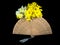 Daffodil bouquet on hand fan