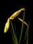 Daffodil Buds on Black