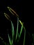Daffodil Buds in the Dark