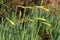 Daffodil buds in a garden