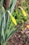 Daffodil buds in the garden in spring, blooming soon