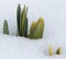 Daffodil Buds Pushing Up Through the Snow