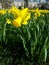 Daffodil closeup