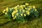Daffodil, Daffodils, narcissus, narcissi flowers