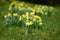 Daffodil, Daffodils, narcissus, narcissi flowers