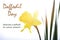 Daffodil Day Greeting