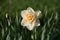 Daffodil double narcissus in the garden