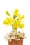 Daffodil and dried hydrangea flowers