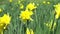 daffodil easter flowers in meadow blooming in bright yellow color