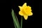 The Daffodil, Emblem of Wales