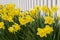 Daffodil Fence
