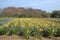 Daffodil field