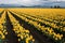 Daffodil Field