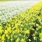 daffodil field, Netherlands