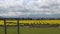 Daffodil Fields at a cloudy day