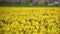Daffodil Fields at a cloudy day