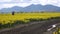 Daffodil Fields at a cloudy day