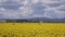 Daffodil Fields at a cloudy day