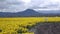 Daffodil Fields at a cloudy day