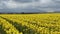 Daffodil Fields at a cloudy day