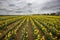 Daffodil fields in conrwall , uk, with cloudy moody sky
