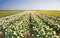 Daffodil fields in yellow, orange and white