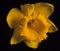 Daffodil Flower.