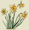 Daffodil flower