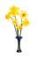 Daffodil flower arrangement
