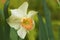 Daffodil flower in bloom