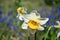Daffodil flower, Close up of yellow bulb Narcissus with white petals