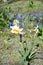 Daffodil flower, Close up of yellow bulb Narcissus with white petals