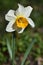 Daffodil flower, Close up of yellow bulb Narcissus with white petals