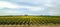 Daffodil Flower Fields Panorama