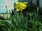 Daffodil flower in garden